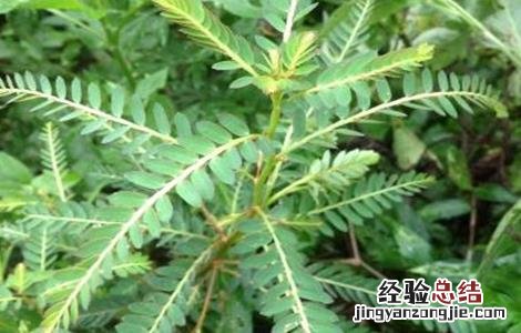 鸡骨草怎么种植视频 鸡骨草怎么种