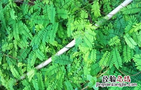 鸡骨草怎么种植视频 鸡骨草怎么种