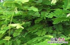 鸡骨草怎么种植视频 鸡骨草怎么种