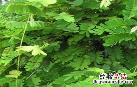 鸡骨草怎么种植视频 鸡骨草怎么种