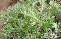 茵陈草的种植方法与用量 茵陈草的种植方法