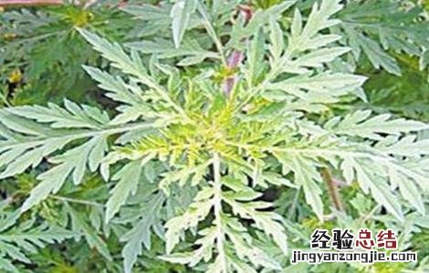 茵陈草的种植方法与用量 茵陈草的种植方法