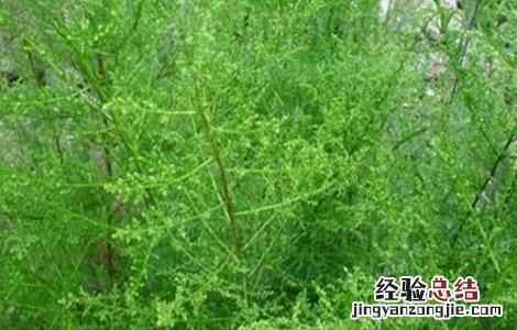 茵陈草的种植方法与用量 茵陈草的种植方法