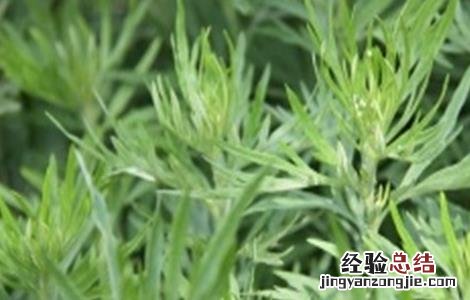 茵陈草的种植方法与用量 茵陈草的种植方法