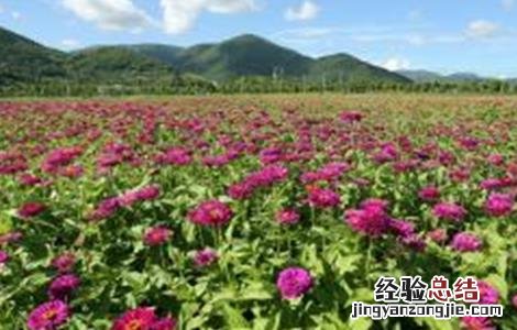 半枝莲种植方法和时间 半枝莲的种植方法