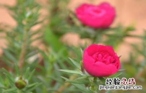 半枝莲种植方法和时间 半枝莲的种植方法