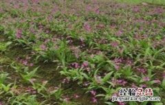 半枝莲种植方法和时间 半枝莲的种植方法