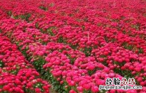 半枝莲种植方法和时间 半枝莲的种植方法