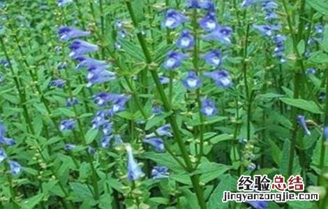 半枝莲种植方法和时间 半枝莲的种植方法