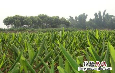 姜黄的种植方法 姜黄的种植方法和技术