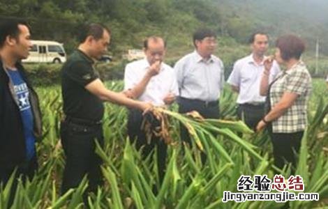 姜黄的种植方法 姜黄的种植方法和技术