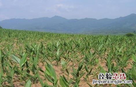 姜黄的种植方法 姜黄的种植方法和技术
