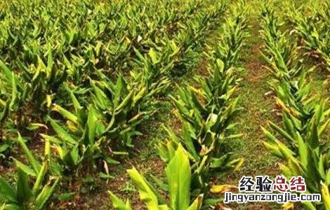 姜黄的种植方法 姜黄的种植方法和技术