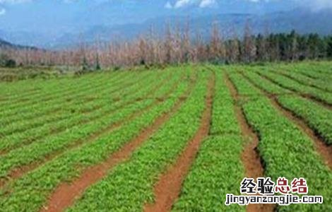 玛卡的种植条件 玛卡的种植条件是什么