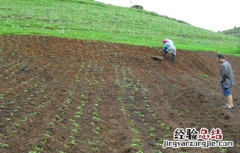玛卡的种植条件 玛卡的种植条件是什么