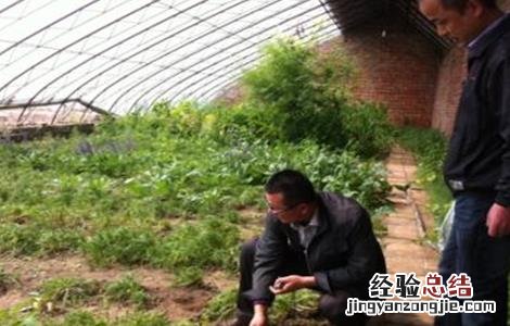 玛卡的种植条件 玛卡的种植条件是什么