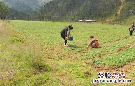 玛卡的种植条件 玛卡的种植条件是什么