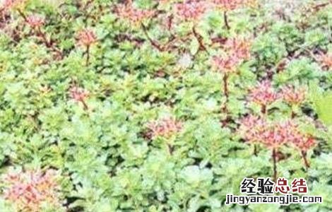 红景天人工种植 红景天的种植方法