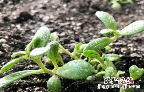 红景天人工种植 红景天的种植方法