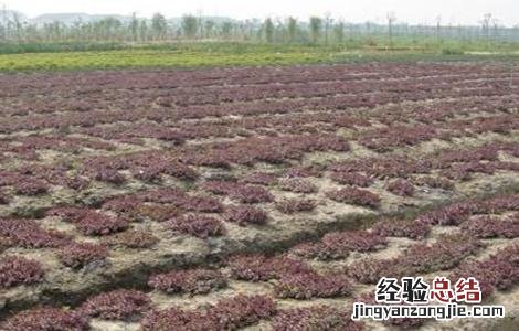 红景天人工种植 红景天的种植方法