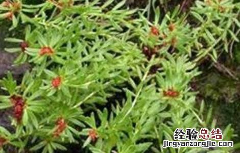 红景天人工种植 红景天的种植方法