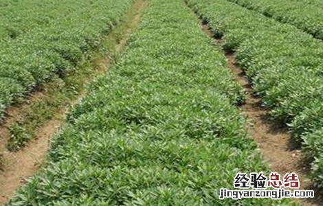 红景天人工种植 红景天的种植方法