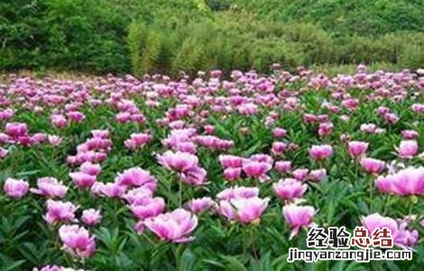 芍药怎么种植 芍药怎么种植方法和注意事项