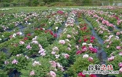 芍药怎么种植 芍药怎么种植方法和注意事项