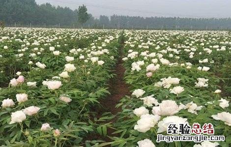 芍药怎么种植 芍药怎么种植方法和注意事项