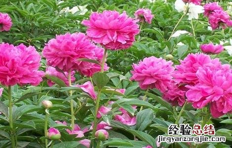 芍药怎么种植 芍药怎么种植方法和注意事项