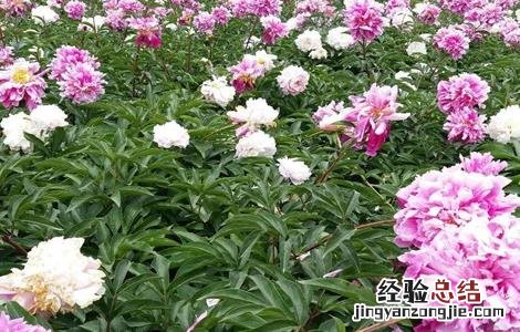 芍药怎么种植 芍药怎么种植方法和注意事项