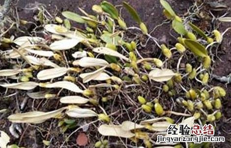 石橄榄怎么种植 石橄榄怎么种植技术