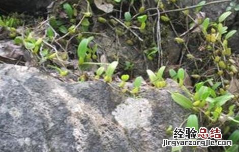 石橄榄怎么种植 石橄榄怎么种植技术