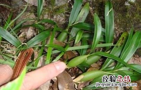 石橄榄怎么种植 石橄榄怎么种植技术