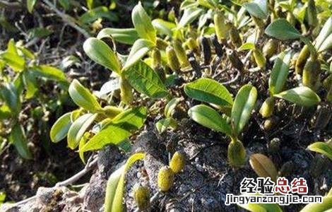 石橄榄怎么种植 石橄榄怎么种植技术