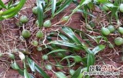 石橄榄怎么种植 石橄榄怎么种植技术