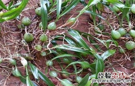 石橄榄怎么种植 石橄榄怎么种植技术
