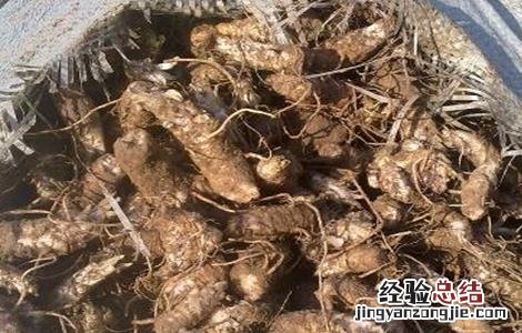 玄参栽培技术要点 玄参种植的注意事项