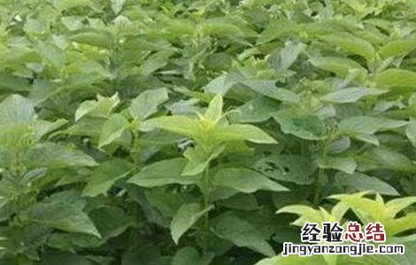 玄参栽培技术要点 玄参种植的注意事项