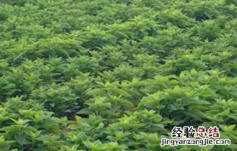 玄参栽培技术要点 玄参种植的注意事项