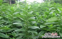 玄参栽培技术要点 玄参种植的注意事项