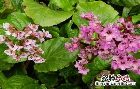 岩白菜盆栽 岩白菜的种植方法