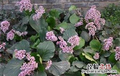 岩白菜盆栽 岩白菜的种植方法