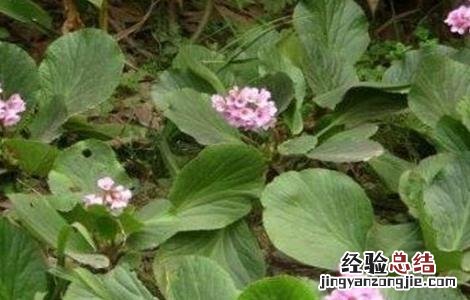 岩白菜盆栽 岩白菜的种植方法
