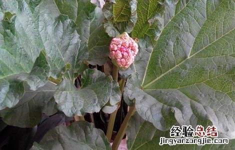 岩白菜盆栽 岩白菜的种植方法