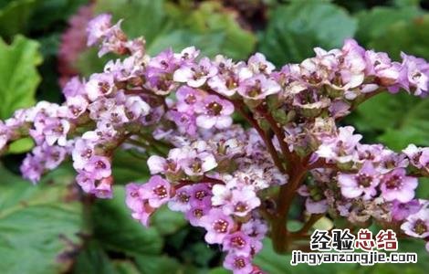 岩白菜盆栽 岩白菜的种植方法