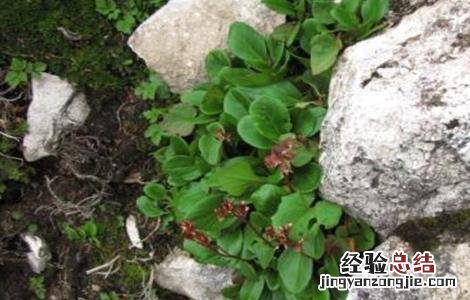 岩白菜盆栽 岩白菜的种植方法