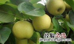 雪花梨和皇冠梨的区别是什么 雪花梨和皇冠梨的区别介绍