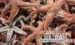 海星的营养价值是什么 海星的营养价值