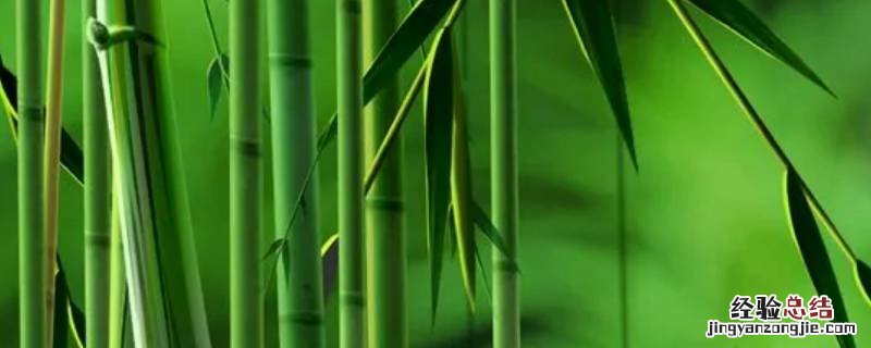 竹子的象征意义和精神 竹子的象征